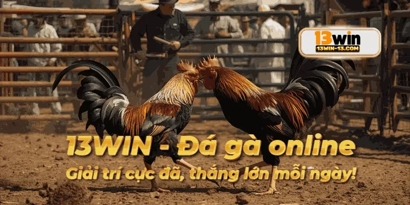 Người chơi trải nghiệm không khí kịch tính khi tham gia đá gà trên 13win.